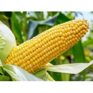 Насіння кукурудзи АР18102К(СИМОНА)