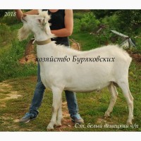 Продам козу Груню, покрытую Белым немецким цапом