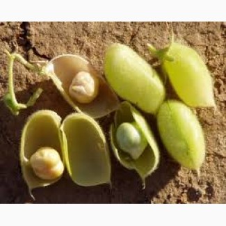 Продам насіння нуту сорт Сієрра (США)