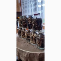 Продам консервовані та сушені( на дровах) грибочки