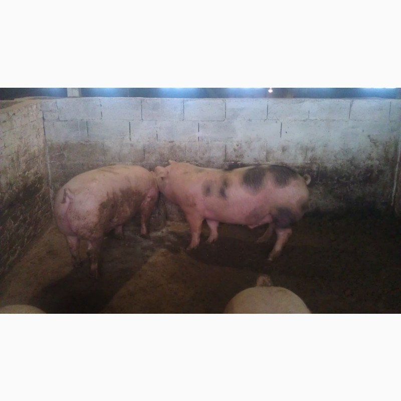 Фото 2. Свині мясної породи полутушами мясо свиней або живою вагою
