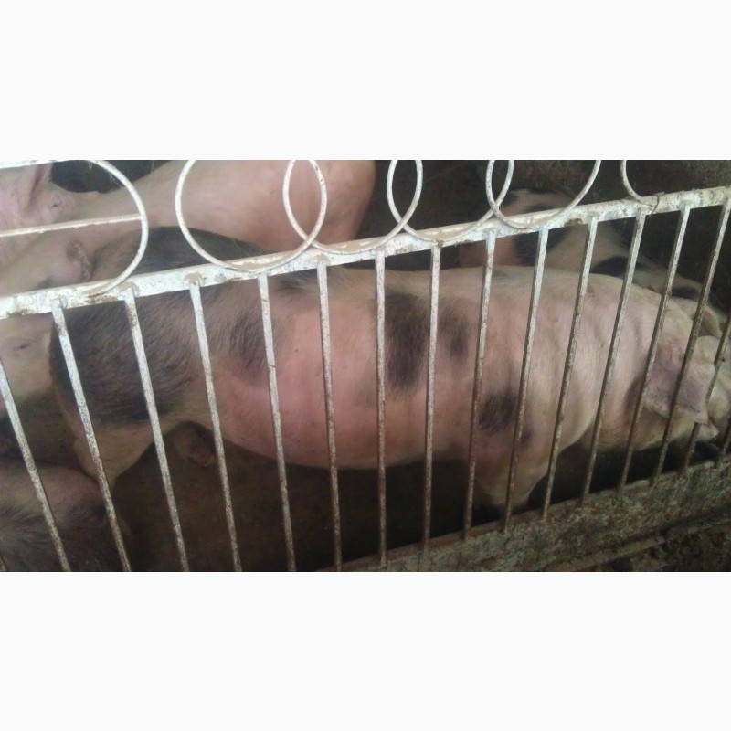 Фото 3. Свині мясної породи полутушами мясо свиней або живою вагою