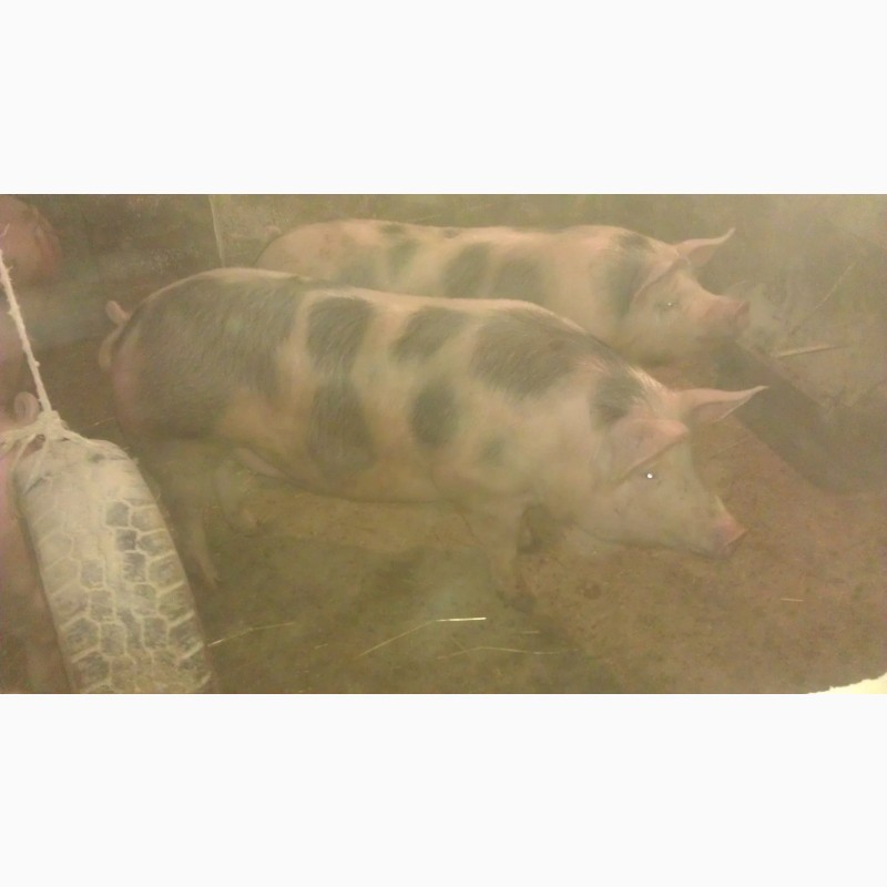 Фото 4. Свині мясної породи полутушами мясо свиней або живою вагою