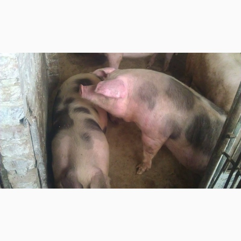 Фото 5. Свині мясної породи полутушами мясо свиней або живою вагою