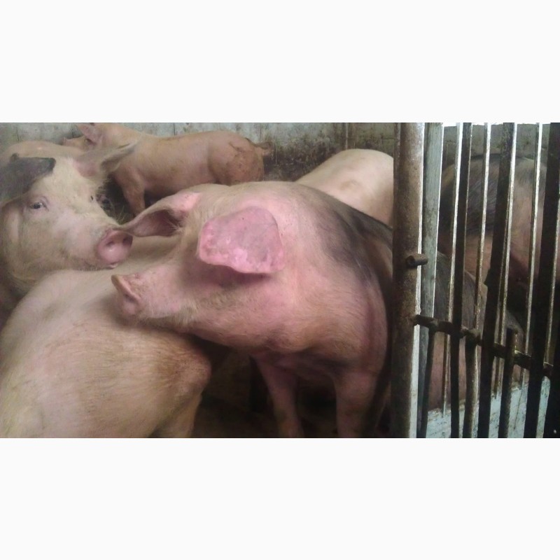 Фото 6. Свині мясної породи полутушами мясо свиней або живою вагою