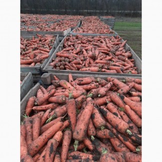 Продам морковь сорт Болевар, 500 тонн