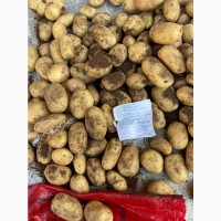 Продам товарный молодой картофель! Египет