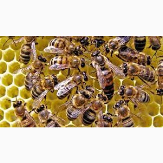 Продам пчелиные семьи (пчелы)