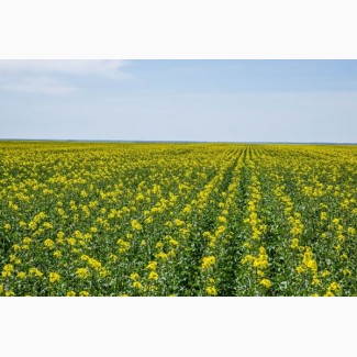 Урожайный озимый рапс Авентадор 35ц/га, Зимостойкий и устойчивый к засухе