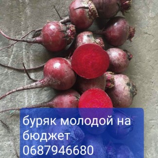 Продам молодой буряк на бюджет