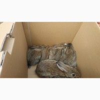 Продам диких австралийских кроликов