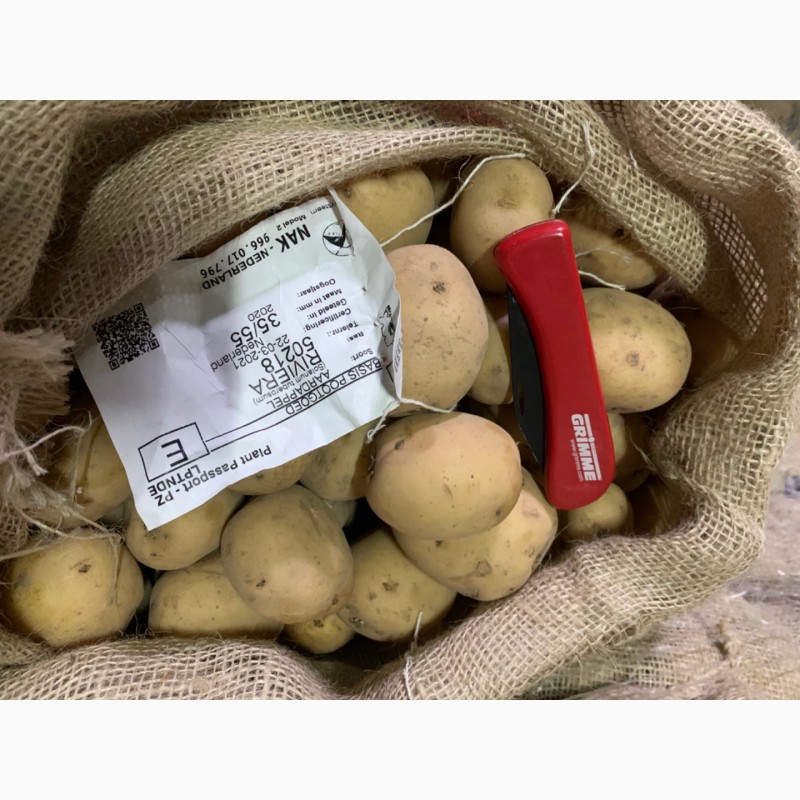 Фото 4. Картопля, картофель, семена, бульба