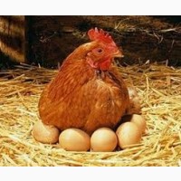 Инкубационное яйцо кур-несушек Ломанн Браун, Фокси Чик, Мастер Грей, Доминантов