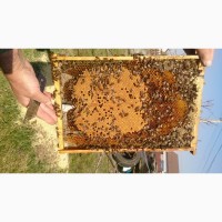 Бджолопакети 4х рамкові українська аорода