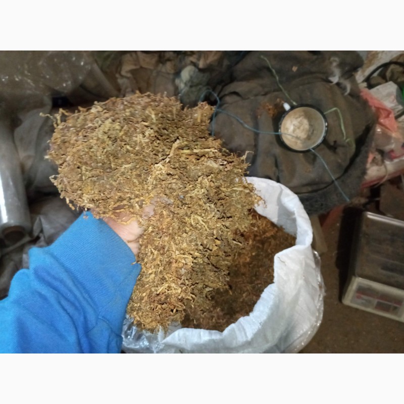 Фото 2. Тютюн Вірджінія домашній- самосад махорка свіжа без мусора