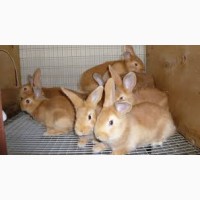 Продам Кроликів