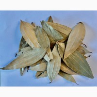 Індійський “лавровий лист (Indian bay-leaf)