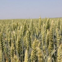 Яра пшениця посівна