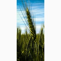 Семена озимой пшеницы МУДРІСТЬ ОДЕСЬКА (Сnепова)