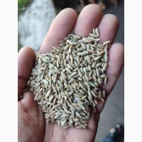 Продам жито насінневе сорту Хамарка 1 реп