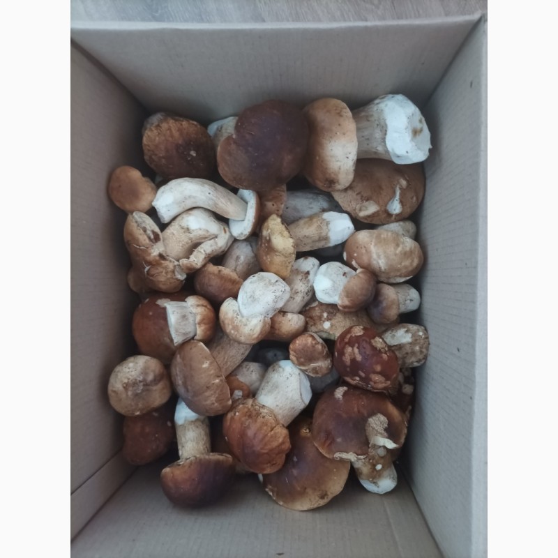 Фото 4. Білі гриби сушені + мариновані