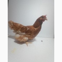 Курица немецкая порода несушка Ломан-Браун 5.5 месяца/Возможен опт