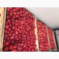Продам яблука з власного саду - ерован (редчіф), фуджі, пінк леді
