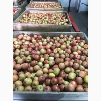 Продам яблука з власного саду - ерован (редчіф), фуджі, пінк леді