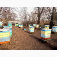 Продам бджолопакети Запорізька, Дніпровська обл