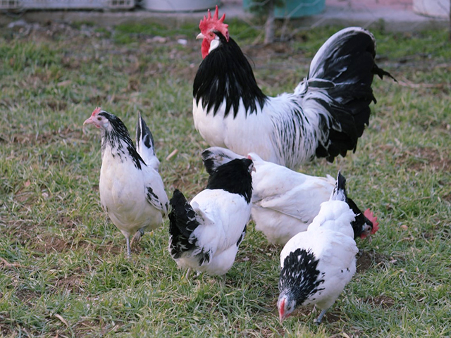 Інкубаційне яйце кур, курчата, Лакенфельдер білий, палевий