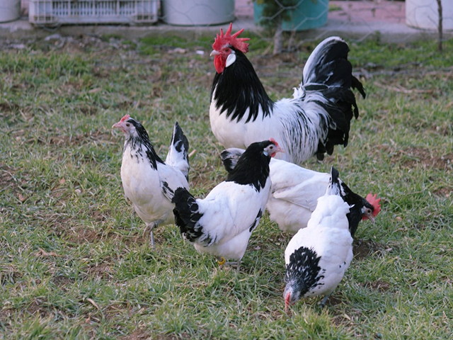 Фото 2. Інкубаційне яйце кур, курчата, Лакенфельдер білий, палевий