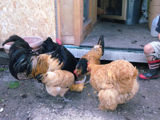 Фото 3. Інкубаційне яйце кур, курчата, Лакенфельдер білий, палевий