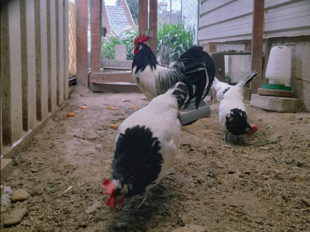 Фото 5. Інкубаційне яйце кур, курчата, Лакенфельдер білий, палевий