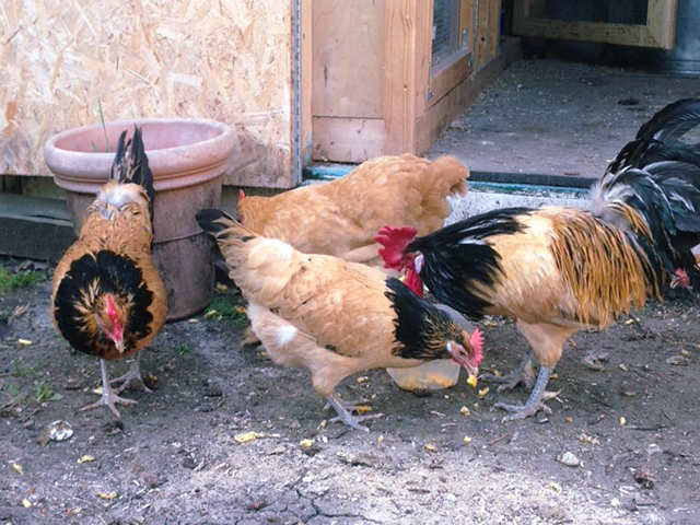 Фото 6. Інкубаційне яйце кур, курчата, Лакенфельдер білий, палевий