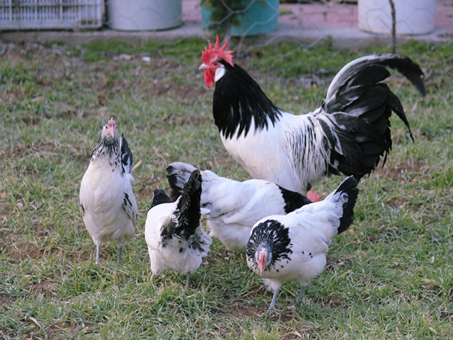 Фото 7. Інкубаційне яйце кур, курчата, Лакенфельдер білий, палевий