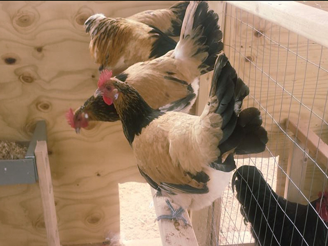 Фото 8. Інкубаційне яйце кур, курчата, Лакенфельдер білий, палевий
