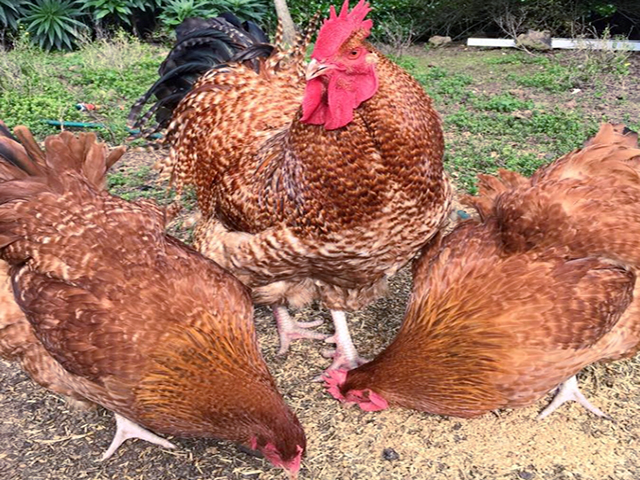 Фото 3. Інкубаційне яйце. Курчата, Орпінгтон лавандовий, червоний, смугастий