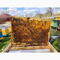 Продам бджолопакети та вулики з рамками 2024