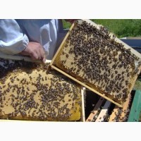 Продам бджолопакети та вулики з рамками 2024