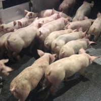 Харківський м#039;ясокомбінат купує свиней, худобу та баранів