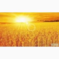 Новий врожай 2023 Пшениця Ячмінь куплю дорого