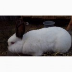 Продажа: племеннная порода кроликов - скороспелки калифорнийцы