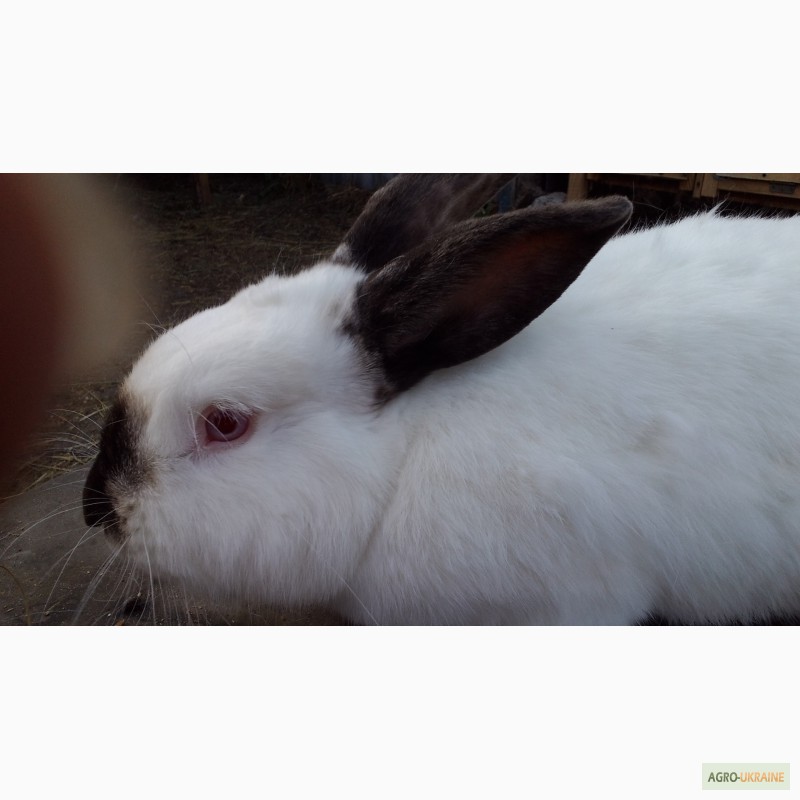 Фото 4. Продажа: племеннная порода кроликов - скороспелки калифорнийцы
