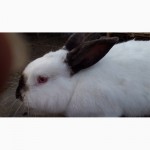 Продажа: племеннная порода кроликов - скороспелки калифорнийцы
