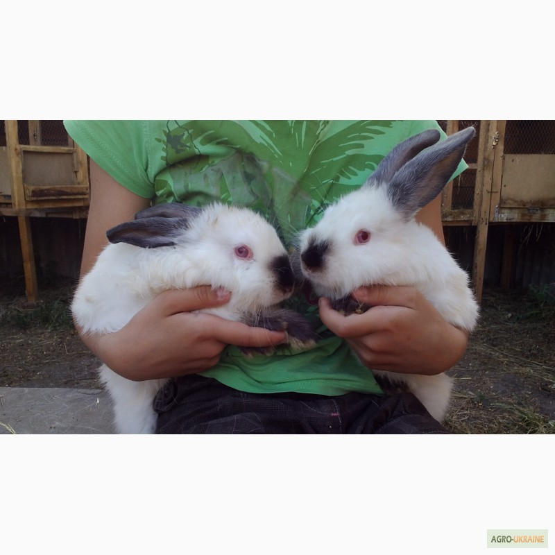 Фото 9. Продажа: племеннная порода кроликов - скороспелки калифорнийцы