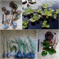 Німфеї (кувшинки), прибережні та водні рослини для декоративних водойм