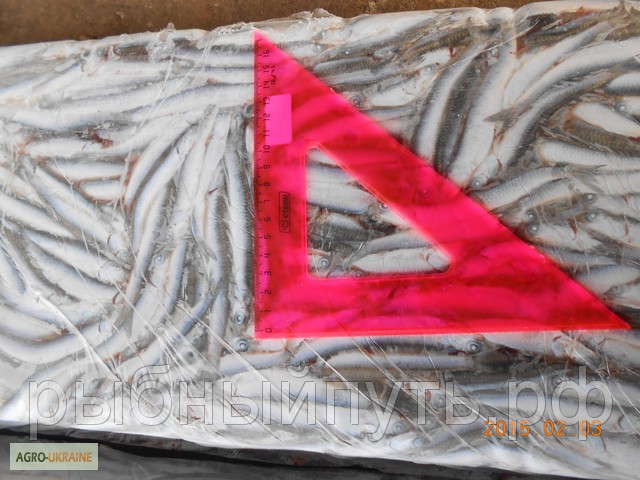 Фото 3. Анчоус хамса свежемороженая сортированная оптом в Керчи