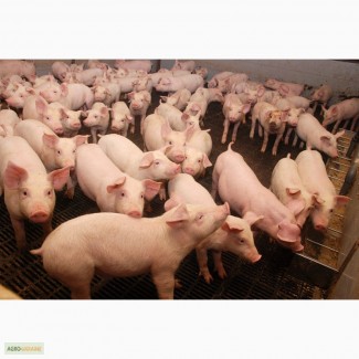 Продам свиней и поросят живым весом