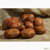 Картофель Тоскана, Серпанок, Ароза с чернозема на посадку