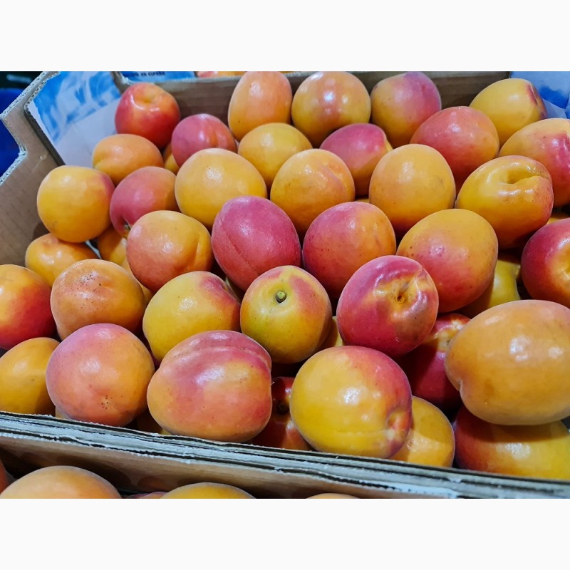 Фото 2. Продаем абрикосы из Испании